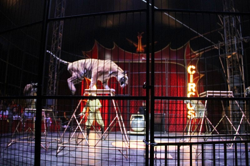 Opening of Dragon Circus